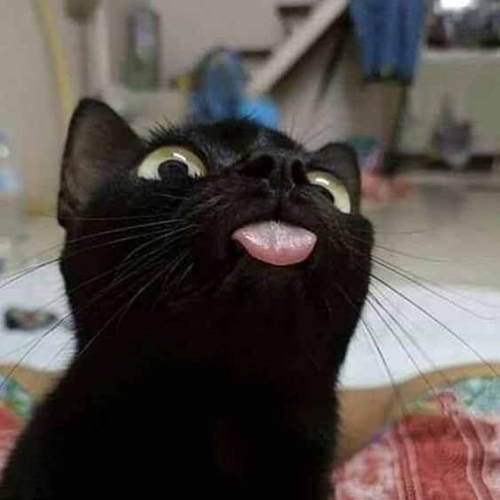 EpicKitty@mk.catgirlsfor.science